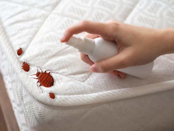 Best Affordable Pest Control Services  in Valley, NE