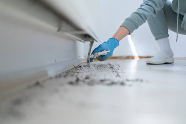 Best Pest Prevention Services  in Valley, NE